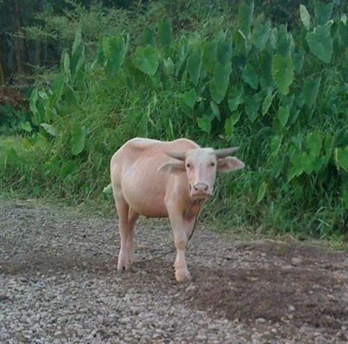 ควายเผือกบุญมา