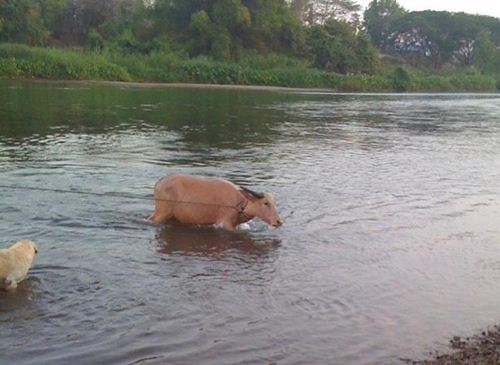 ควายเผือกบุญมา