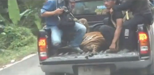 จับตาย เสือโคร่ง