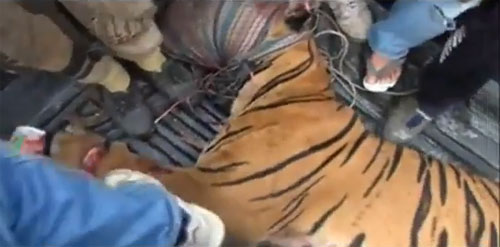 จับตาย เสือโคร่ง