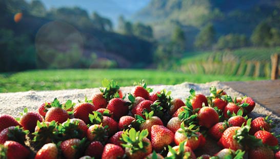 พันธุ์พระราชทาน 80