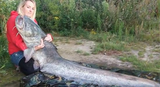 สาวมือสมัครเล่น คริสติน โฮล ตกปลาดุกยักษ์ ทุบสถิติสหราชอาณาจักร