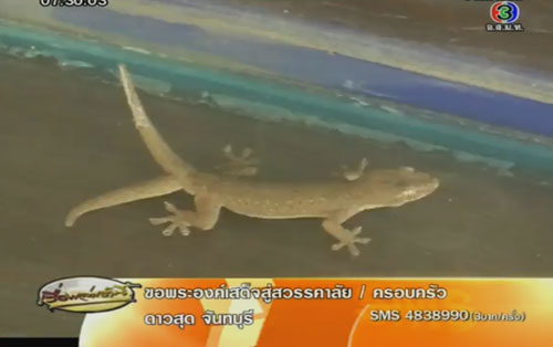 จิ้งจก 2 หาง จิ้งจก 2 หาง