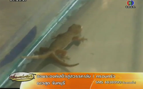 จิ้งจก 2 หาง จิ้งจก 2 หาง