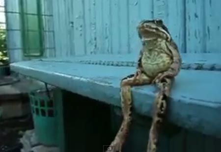 เจ้าชายกบนั่งชิลราวกับมนุษย์ไม่มีผิด เจ้าชายกบนั่งชิลราวกับมนุษย์ไม่มีผิด