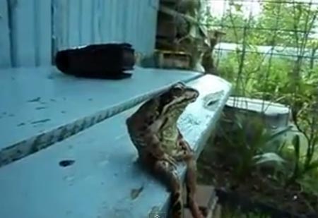 เจ้าชายกบนั่งชิลราวกับมนุษย์ไม่มีผิด เจ้าชายกบนั่งชิลราวกับมนุษย์ไม่มีผิด