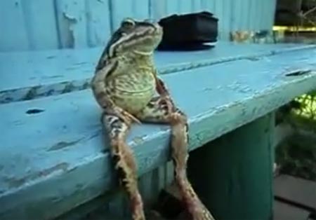 เจ้าชายกบนั่งชิลราวกับมนุษย์ไม่มีผิด เจ้าชายกบนั่งชิลราวกับมนุษย์ไม่มีผิด