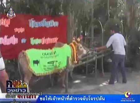 วัวชนแต่งงาน ฮือฮา เจ้าของจัด งานแต่งวัวชน หลังชนะรางวัล 10 ล้าน วัวชนแต่งงาน ฮือฮา เจ้าของจัด งานแต่งวัวชน หลังชนะรางวัล 10 ล้าน