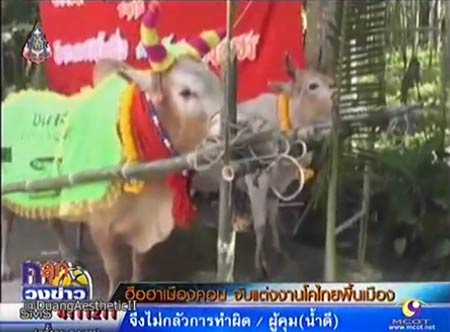 วัวชนแต่งงาน ฮือฮา เจ้าของจัด งานแต่งวัวชน หลังชนะรางวัล 10 ล้าน วัวชนแต่งงาน ฮือฮา เจ้าของจัด งานแต่งวัวชน หลังชนะรางวัล 10 ล้าน