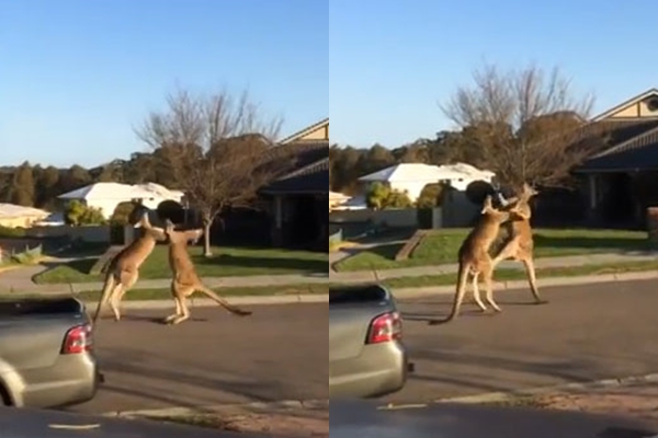 คลิปจิงโจ้เปิดศึกวางมวยกันบนถนนในออสเตรเลีย คลิปจิงโจ้เปิดศึกวางมวยกันบนถนนในออสเตรเลีย