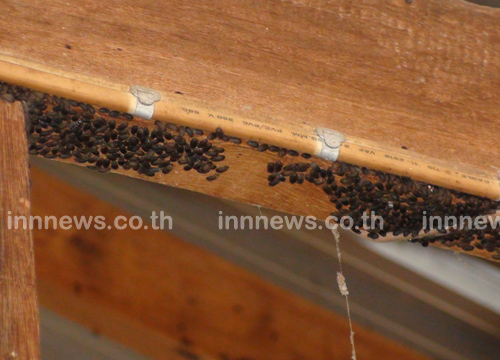 แมลงปีกแข็งนับล้านตัว บุกยึดบ้าน แมลงปีกแข็งนับล้านตัว บุกยึดบ้าน