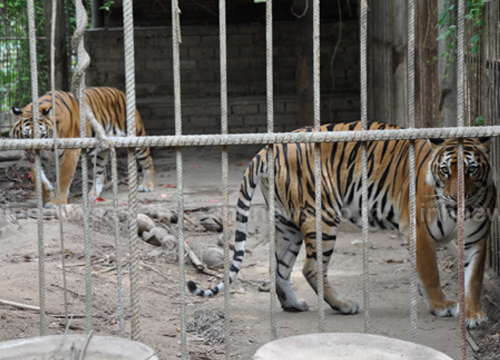 เสือวัดอ้อน้อย ขย้ำหญิงปฏิบัติธรรม เจ็บสาหัส เสือวัดอ้อน้อย ขย้ำหญิงปฏิบัติธรรม เจ็บสาหัส