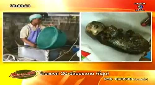 ไส้กรอกซากแมว