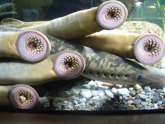 ปลาแวมไพร์ Sea Lamprey ปลาแวมไพร์ Sea Lamprey