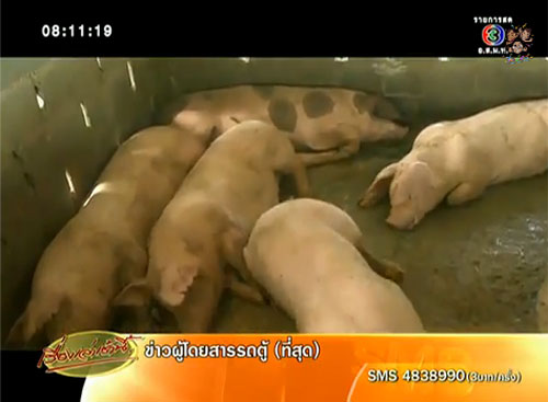 หนุ่มแค้นโดนแฟนบอกเลิก ลอบวางยาหมูยกเล้า หนุ่มแค้นโดนแฟนบอกเลิก ลอบวางยาหมูยกเล้า