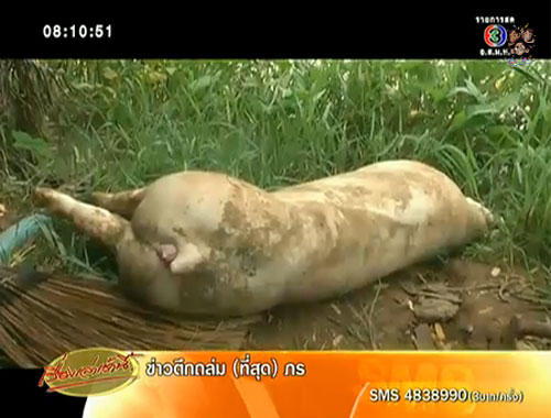 หนุ่มแค้นโดนแฟนบอกเลิก ลอบวางยาหมูยกเล้า หนุ่มแค้นโดนแฟนบอกเลิก ลอบวางยาหมูยกเล้า