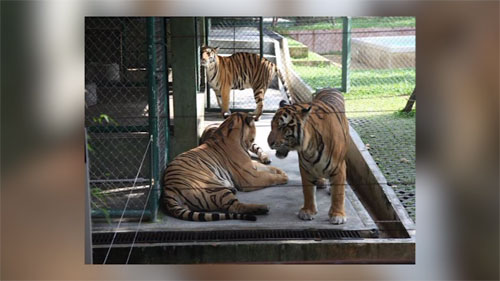 นักท่องเที่ยวออสซี่ ถูกเสือตะปบเย็บ 29 เข็ม ที่สวนเสือ จ.ภูเก็ต นักท่องเที่ยวออสซี่ ถูกเสือตะปบเย็บ 29 เข็ม ที่สวนเสือ จ.ภูเก็ต