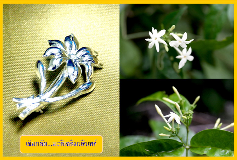 มะลิเฉลิมนรินทร์ มะลิเฉลิมนรินทร์