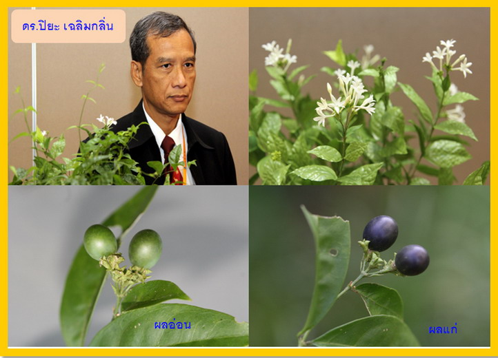 มะลิเฉลิมนรินทร์ มะลิเฉลิมนรินทร์