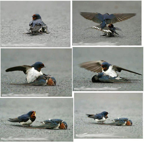 นกอาลัยคู่ หลังคู่ถูกรถชน นกอาลัยคู่ หลังคู่ถูกรถชน