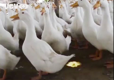 เป็ดพ่นไฟ