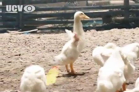 เป็ดพ่นไฟ