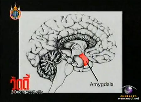 วู้ดดี้เกิดมาคุย : หนูดี วนิษา เรซ ตอบเรื่องสมองในมุมมองสนุก ๆ
