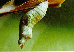 ดักแด้หนอนผีเสื้อ ดักแด้หนอนผีเสื้อ