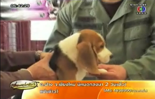 ตร.ภาค 5 ส่งบีเกิลรับราชการ ค้นยาเสพติดภาคเหนือ