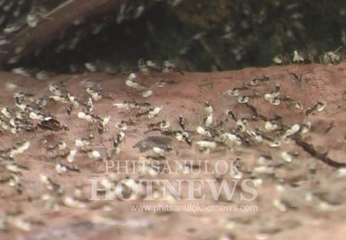 พบมดขนไข่ขึ้นที่สูงมากผิดปกติ