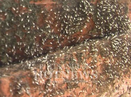 พบมดขนไข่ขึ้นที่สูงมากผิดปกติ