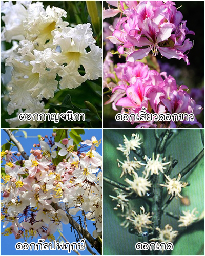 ดอกไม้ประจำจังหวัด ดอกไม้ประจำจังหวัด