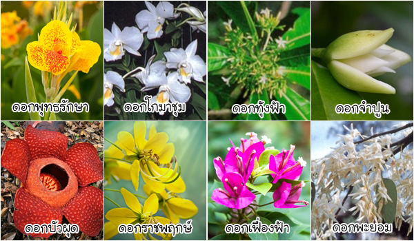 ดอกไม้ประจำจังหวัด ดอกไม้ประจำจังหวัด