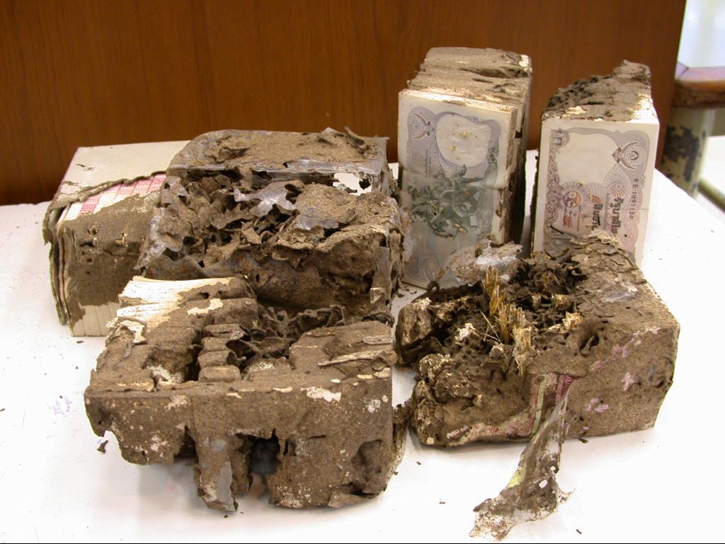 ถูกปลวกกัดแทะ ถูกปลวกกัดแทะ