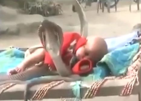 คลิปงูเห่าเลี้ยงเด็กในอินเดีย คลิปงูเห่าเลี้ยงเด็กในอินเดีย