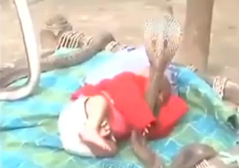 คลิปงูเห่าเลี้ยงเด็กในอินเดีย คลิปงูเห่าเลี้ยงเด็กในอินเดีย