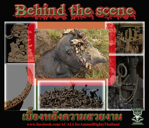 หยุดฆ่าช้าง