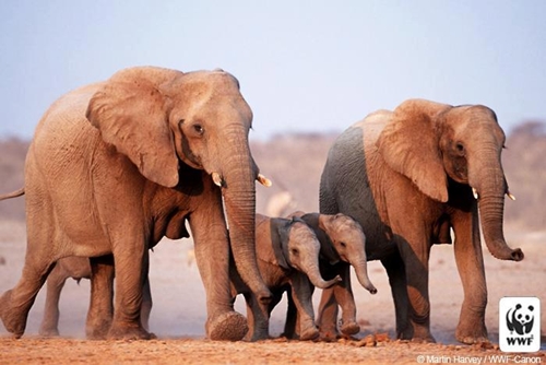 หยุดฆ่าช้าง