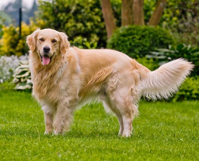 สุนัขโกลเด้น สุนัขโกลเด้น