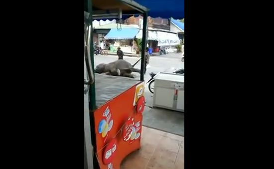 คลิป ซ้อมลูกช้าง เหตุเดินไม่ไหว ทั้งเตะ-ดึงหาง-ใช้เหล็กทิ่ม คลิป ซ้อมลูกช้าง เหตุเดินไม่ไหว ทั้งเตะ-ดึงหาง-ใช้เหล็กทิ่ม