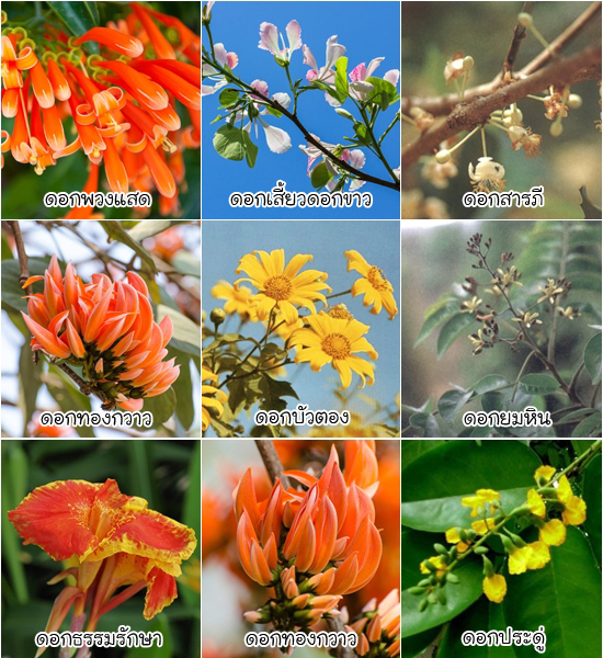 ดอกไม้ประจำจังหวัด ดอกไม้ประจำจังหวัด