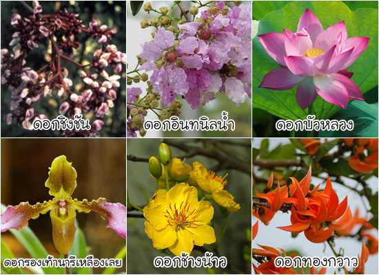 ดอกไม้ประจำจังหวัด ดอกไม้ประจำจังหวัด