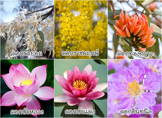 ดอกไม้ประจำจังหวัด ดอกไม้ประจำจังหวัด