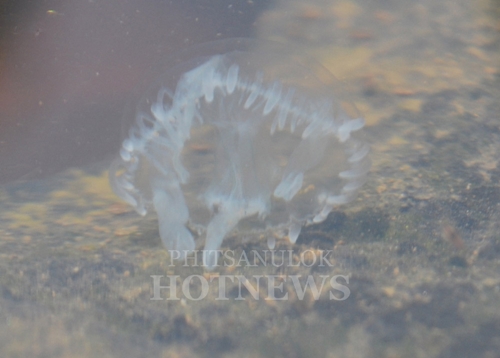 แมงกะพรุนน้ำจืด