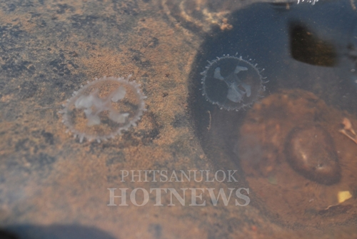 แมงกะพรุนน้ำจืด