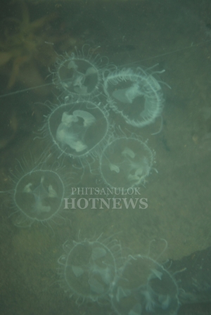 แมงกะพรุนน้ำจืด