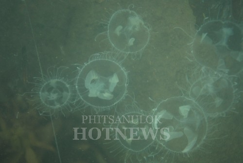 แมงกะพรุนน้ำจืด