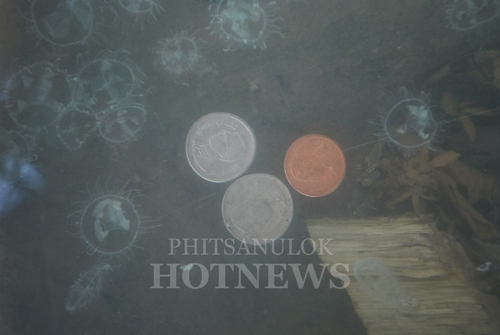 แมงกะพรุนน้ำจืด