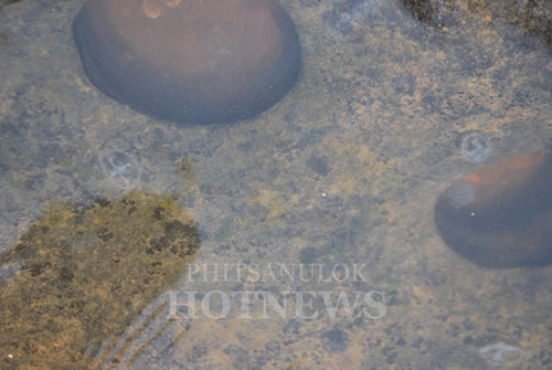 แมงกะพรุนน้ำจืด