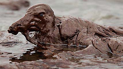 น้ำมันรั่ว อ่าวเม็กซิโก 2553 น้ำมันรั่ว อ่าวเม็กซิโก 2553